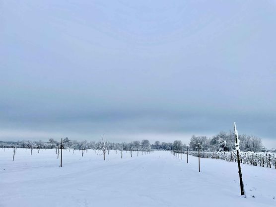 Bild von GriselliPupelli Bild von GriselliPupelli