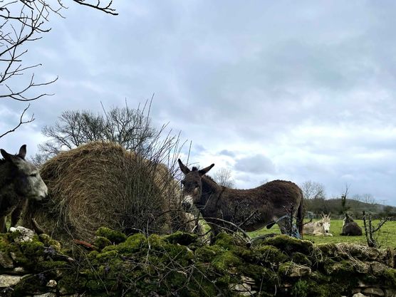 Bild von GriselliPupelli Bild von GriselliPupelli