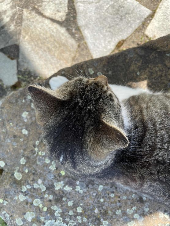 Bild von GriselliPupelli Bild von GriselliPupelli