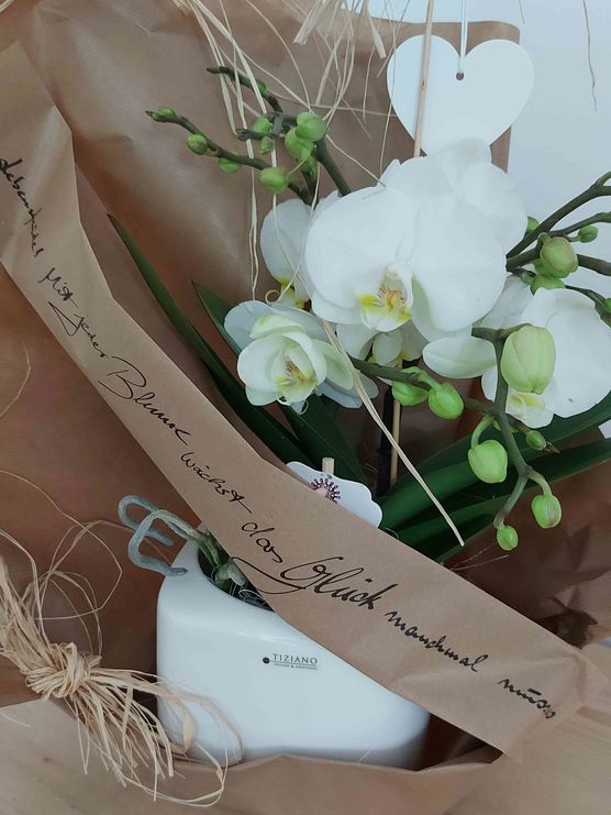 Bild von Käthchen Blau Bild von Käthchen Blau