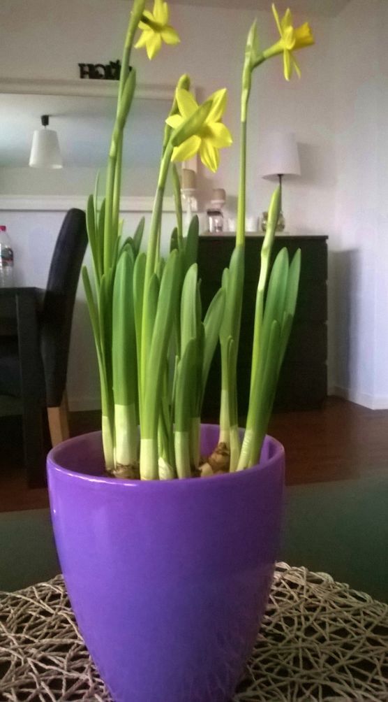 Der Frühling zieht ein Der Frühling zieht ein