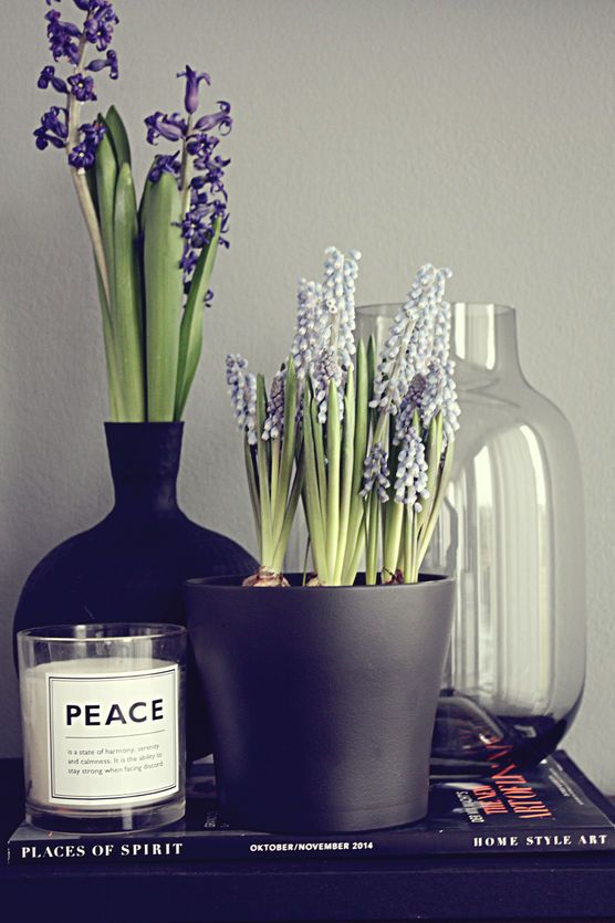 Deko mit Muscani Pflanze Deko mit Muscani Pflanze