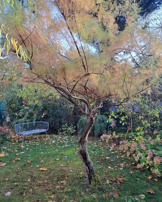 Bild von Herbstannemone Bild von Herbstannemone