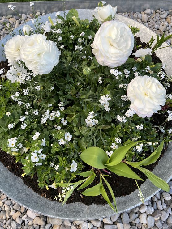 Im Mai, es blüht.... Im Mai, es blüht....