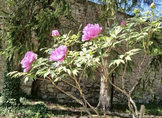 Herzliche Pfingstgrüsse 🥰💃🇪🇸 Herzliche Pfingstgrüsse 🥰💃🇪🇸