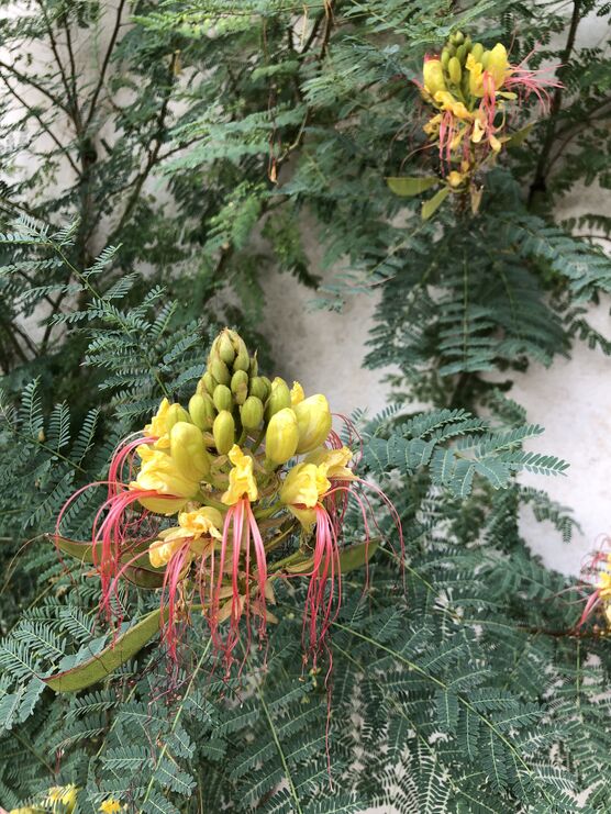 Von dieser Pracht bin Von dieser Pracht bin