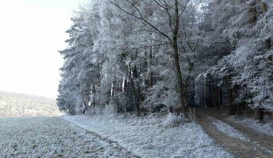 Bild von SandraWiesenblume Bild von SandraWiesenblume