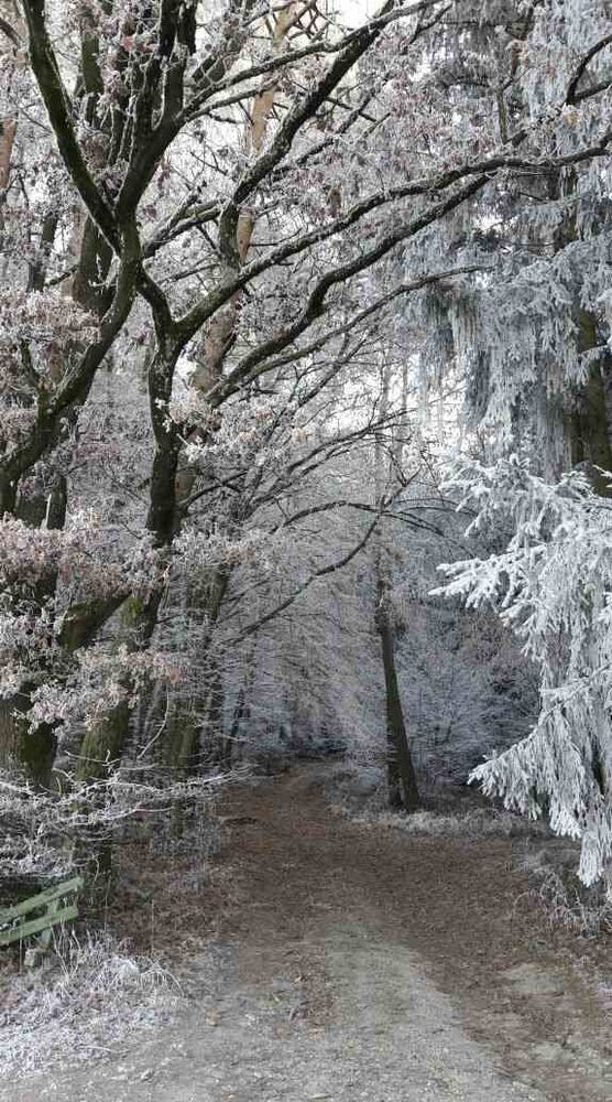 Bild von SandraWiesenblume Bild von SandraWiesenblume