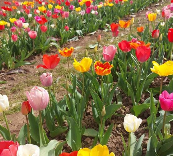 Bild von Stockröschen Bild von Stockröschen