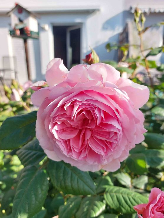 Bild von Stockröschen Bild von Stockröschen