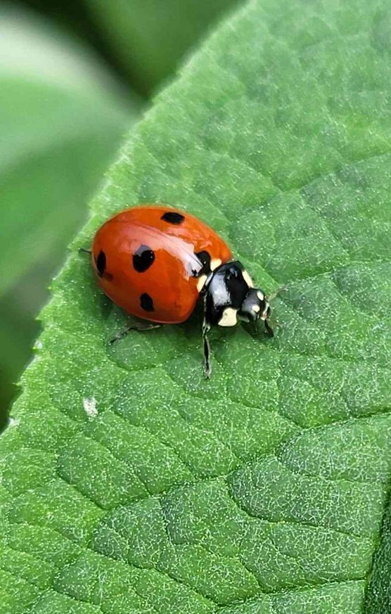 Bild von Stockröschen Bild von Stockröschen