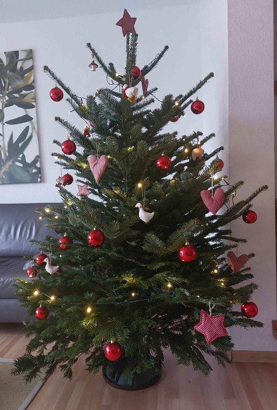 Bild von Stockröschen Bild von Stockröschen