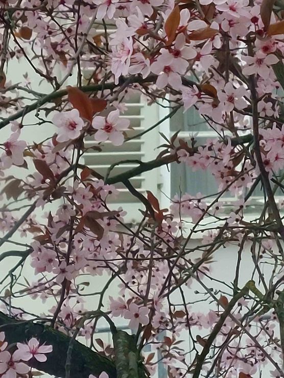 Bild von Stockröschen Bild von Stockröschen