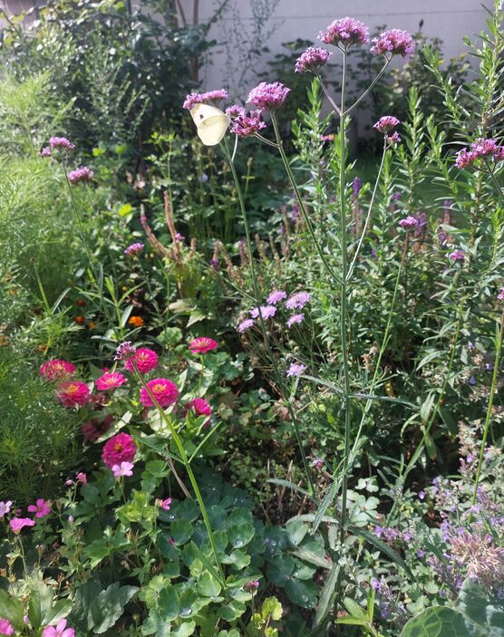 🌸 SOMMERGÄRTCHEN 🌸
🌸 SOMMERGÄRTCHEN 🌸