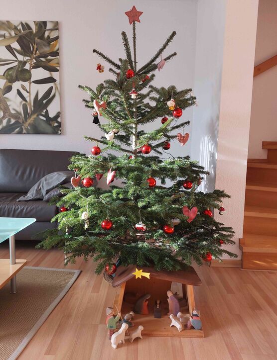 Bild von Stockröschen Bild von Stockröschen