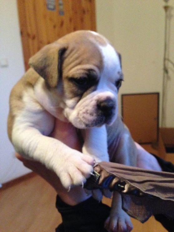 Alles für den Hund Alles für den Hund