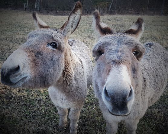 UnverhofftIstSchön
Die beiden neugierigen Winterpelze UnverhofftIstSchön
Die beiden neugierigen Winterpelze