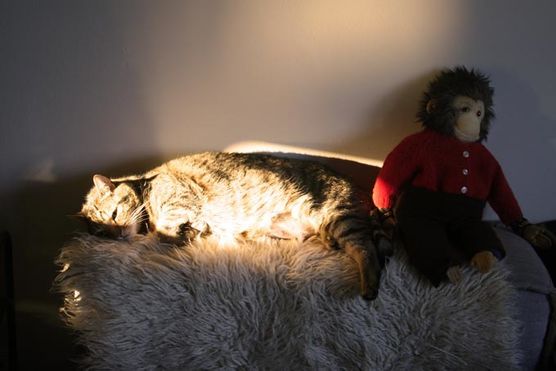 Sonnenstrahlen weckt mich Sonnenstrahlen weckt mich