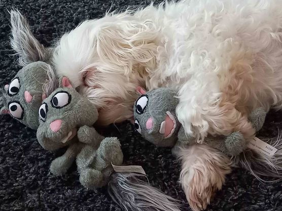 Bild von Lizzie160403 Bild von Lizzie160403