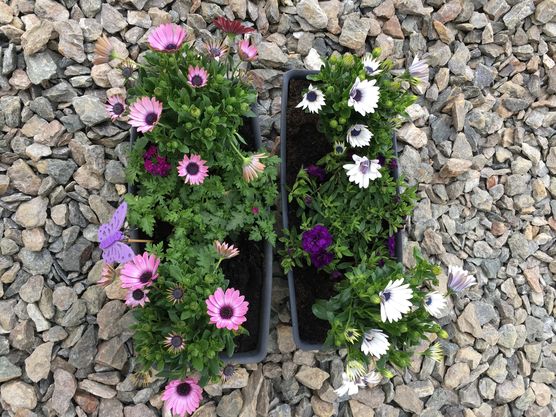 Ich wäre dann mal Ich wäre dann mal