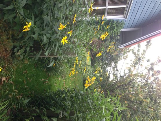 Gelbe Blumen heben die Stimmung Gelbe Blumen heben die Stimmung