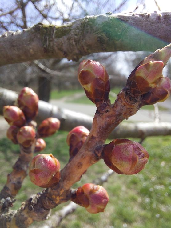 Japanische Kirschblüten auf dem Japanische Kirschblüten auf dem