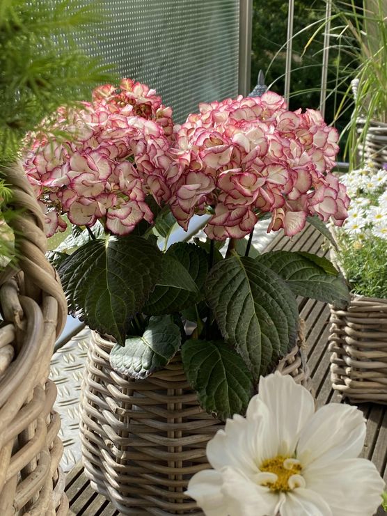 Bild von NanaT Bild von NanaT