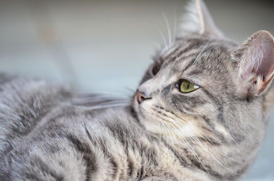 Kätzchen Shira - Foto Luisa, 13 Jahre Kätzchen Shira - Foto Luisa, 13 Jahre