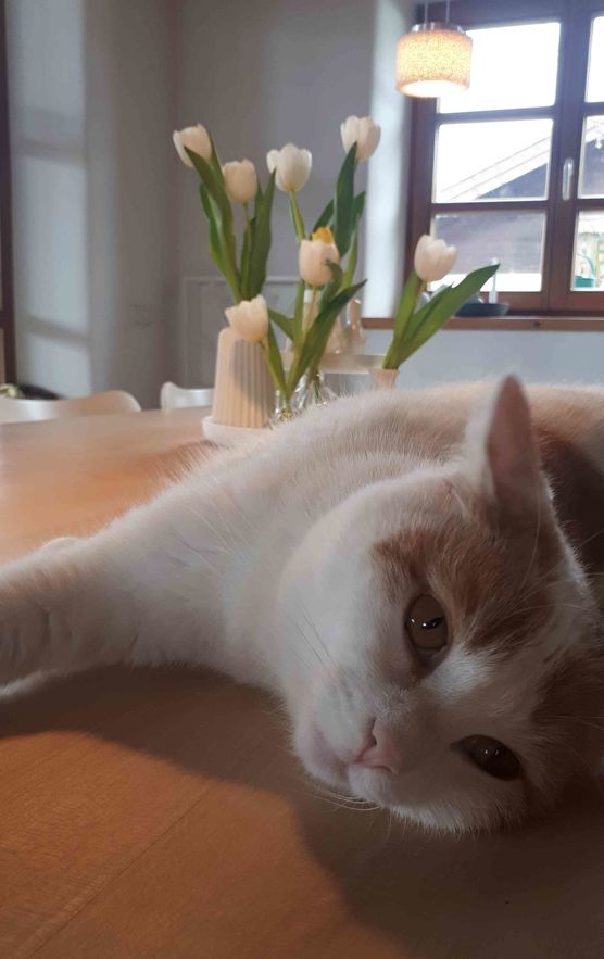 Bild von Appelkullen Bild von Appelkullen