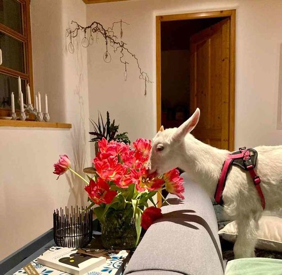 Bild von Appelkullen Bild von Appelkullen