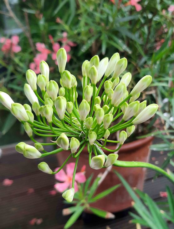 Bild von SMUKT LIV Bild von SMUKT LIV