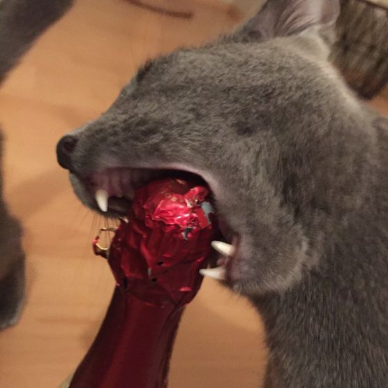 Typisch.... Typisch....