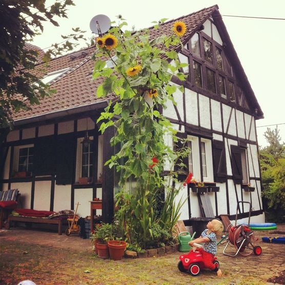 Monsterblume Monsterblume