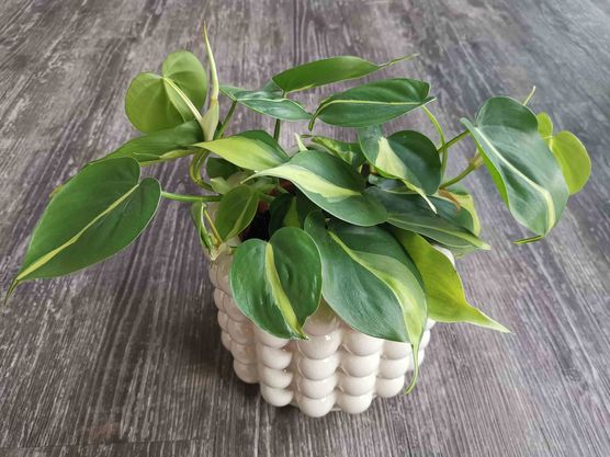 Bild von Lovelythings Bild von Lovelythings