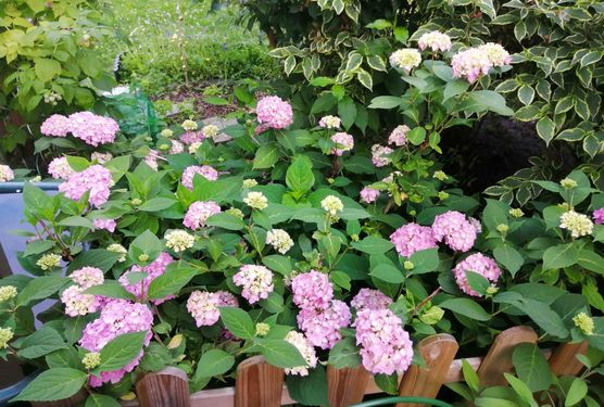 Bild von Leapard Bild von Leapard