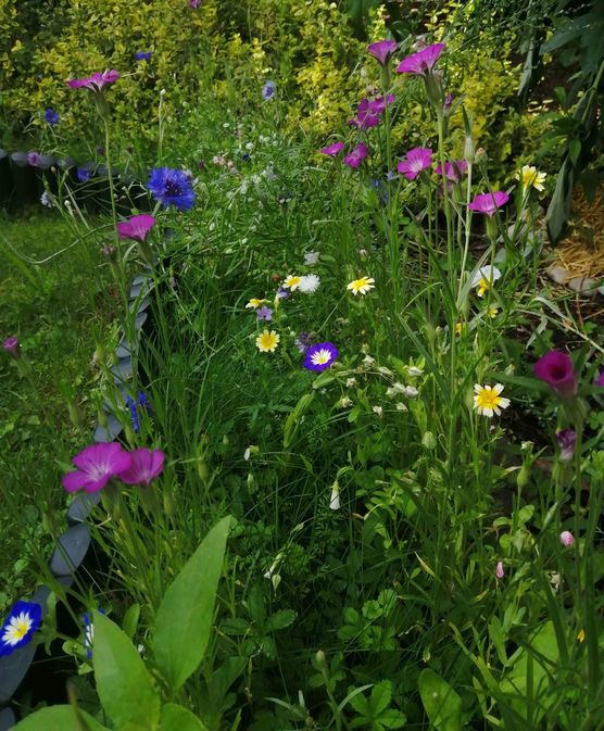 Bild von Leapard Bild von Leapard