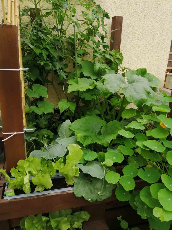 Bild von Leapard Bild von Leapard