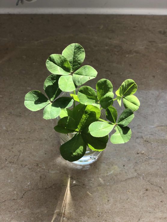 Bild von Josies_Home Bild von Josies_Home