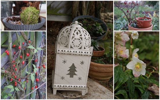 Dezembergarten Dezembergarten