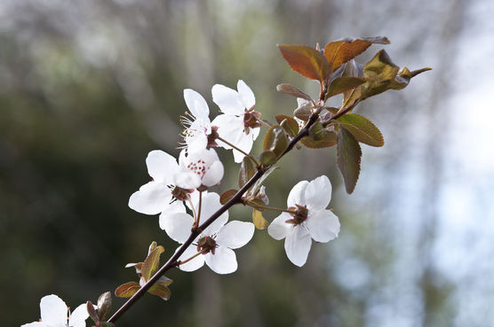 Am Ostersonntag war es Am Ostersonntag war es