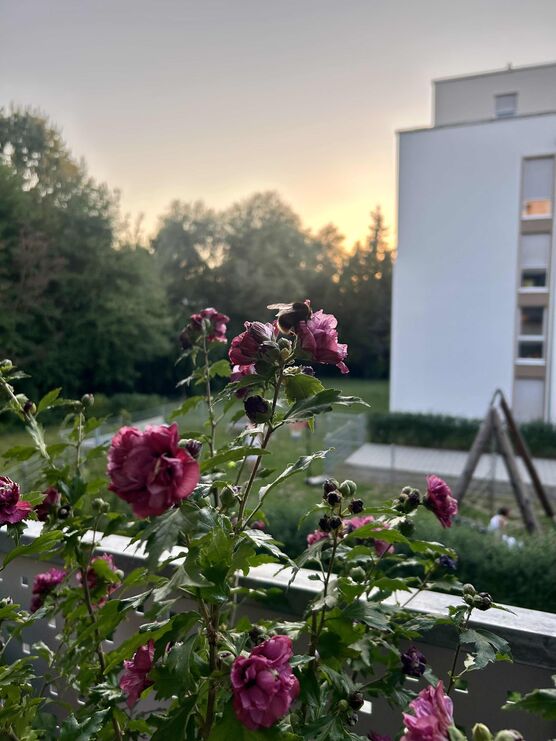 Bild von Januschka Bild von Januschka