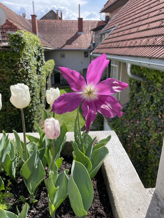 Bild von townhouse Bild von townhouse
