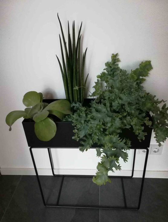 Bild von Petika Bild von Petika