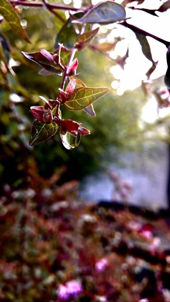 Bild von Fräulein Lotta Bild von Fräulein Lotta