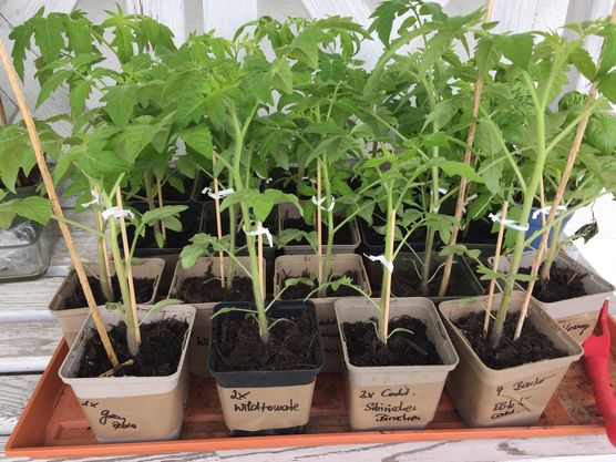 🍅 Tomatenkinderstube 🍅 🍅 Tomatenkinderstube 🍅