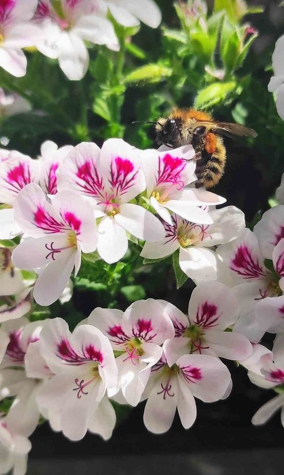 Bild von Tausendschoenchen-Jutta Bild von Tausendschoenchen-Jutta