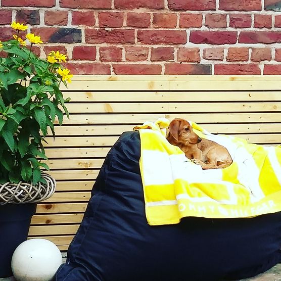 Frieda wacht über unseren Frieda wacht über unseren