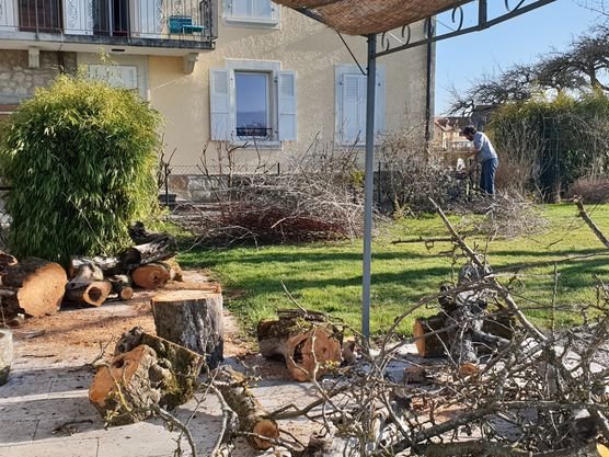 Gefällt werden musste er Gefällt werden musste er