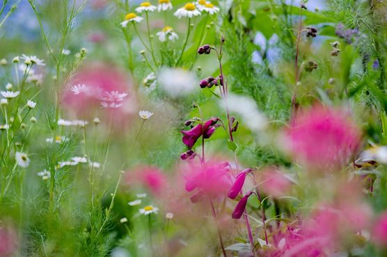 Im Moment ist der Im Moment ist der