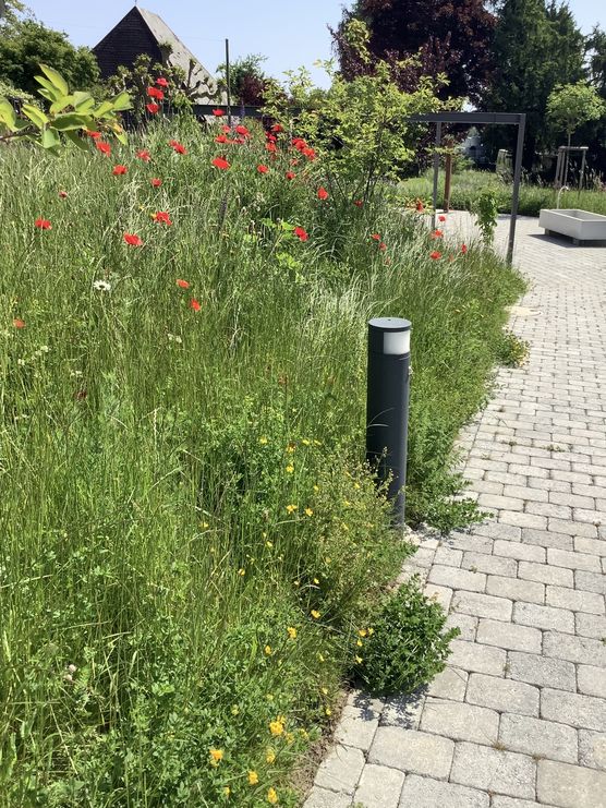 Die Blumenwiesen um unser Die Blumenwiesen um unser